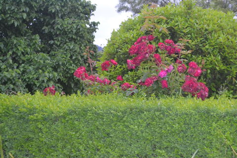 Mulberry Cottage B&B - Hotel WA 1