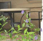 Amalie Cottage Waikerie Unit 1 - Hotel WA