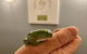Quirindi Sunflower Motor Inn - thumb 5