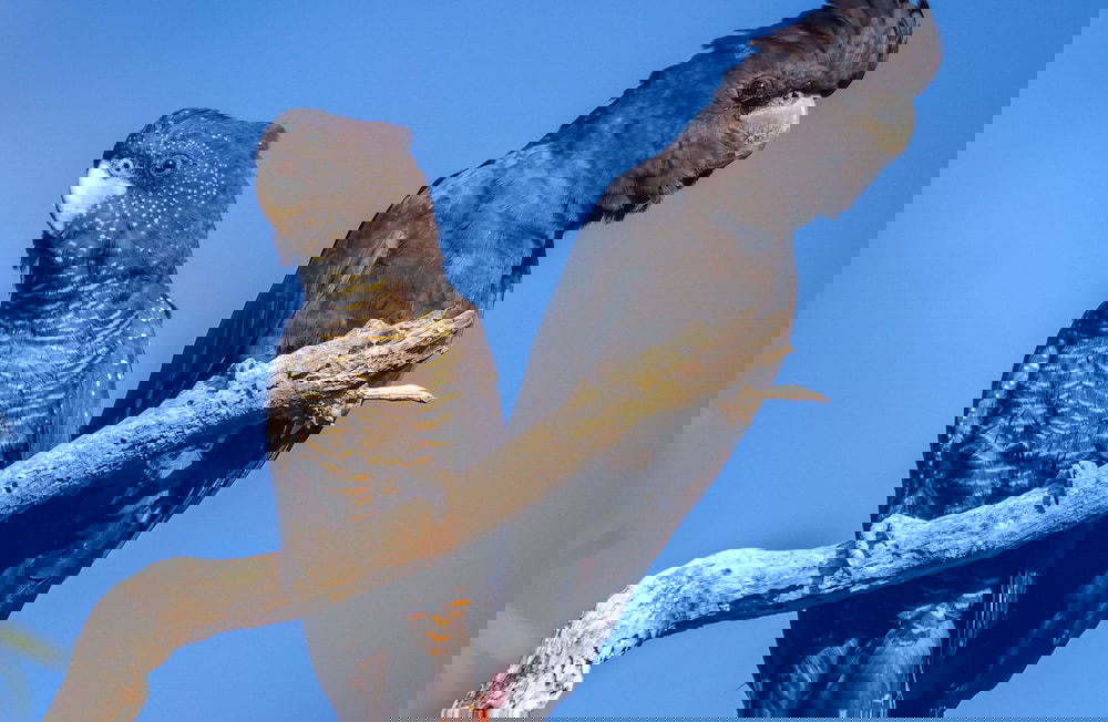 Burnside WA Hotel WA