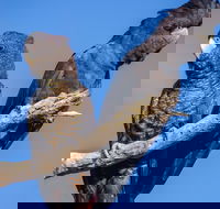 Bussells Bushland Cottages - Hotel WA