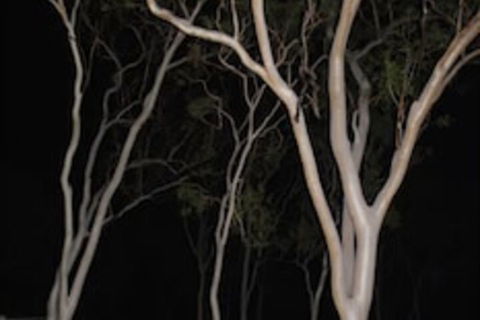 Sunbird Motel - Hotel WA 4