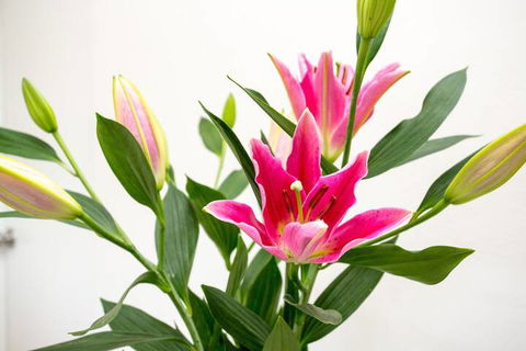 Cowra Motor Inn - Hotel WA 4