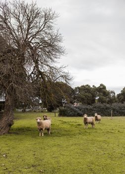 Davidsons Cottage - Hotel WA 1