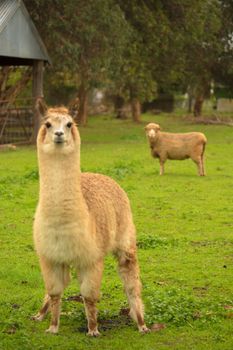 Davidsons Cottage - Hotel WA 2