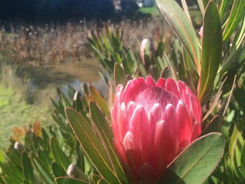 Creswick Cabin Retreat - Hotel WA 0