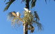 Palms Trinity Beach - thumb 6