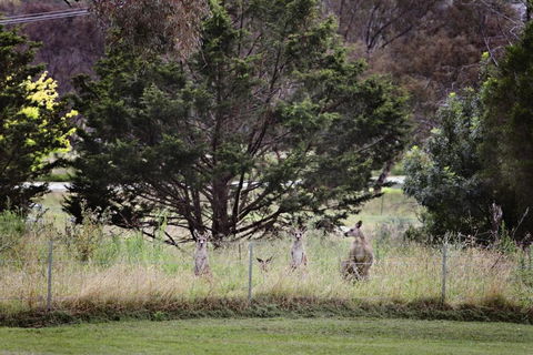 BATHURST GOLDFIELDS MOTEL On MOUNT PANORAMA - Hotel WA 6