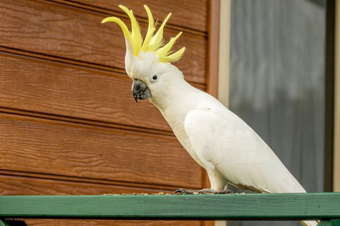 BIG4 Moruya Heads Easts Dolphin Beach Holiday Park - Hotel WA 3