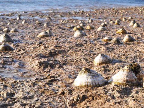 Port Lincoln Holiday Apartments - Hotel WA 5