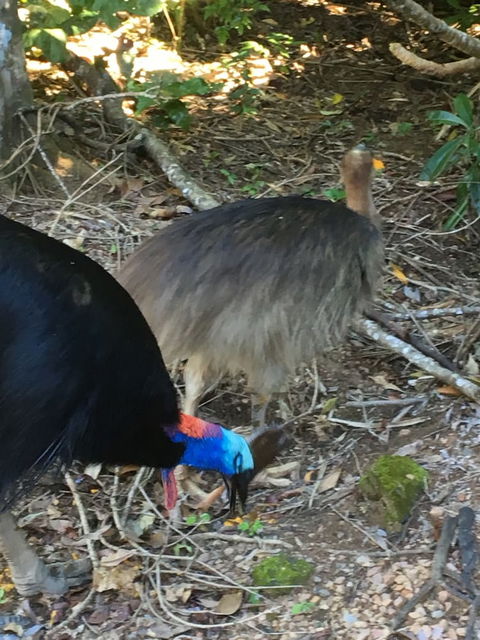 Licuala Lodge - Hotel WA 1