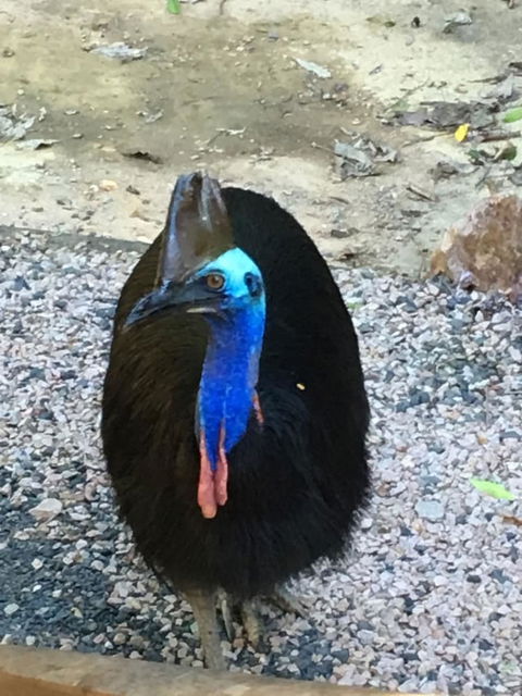 Licuala Lodge - Hotel WA 0