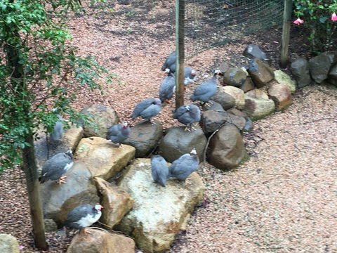 Licuala Lodge - Hotel WA 4