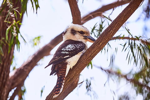 Lorne Foreshore Caravan Park - Hotel WA 3