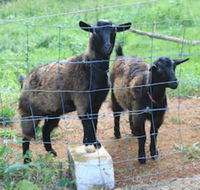 Alstonville Country Cottages - Hotel WA