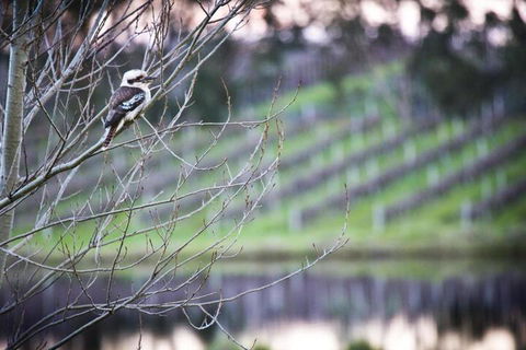 Bettenays Margaret River - Hotel WA 4