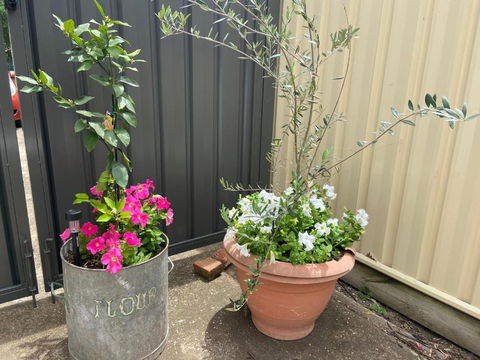 Bendigo Backpackers - Hotel WA 2