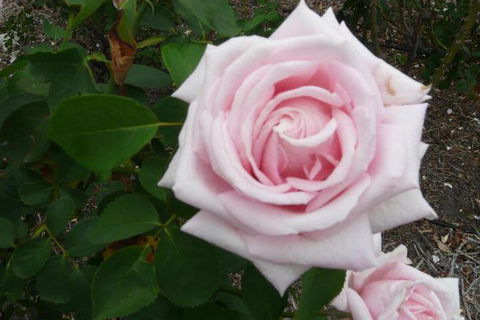 Granite Gardens Cottages & Lake Retreat - Hotel WA 2