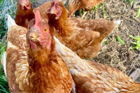 Sassafras Springs - Hotel WA 2