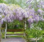 Amelina Cottages - Hotel WA