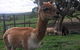 Morella Farm Stay - thumb 0