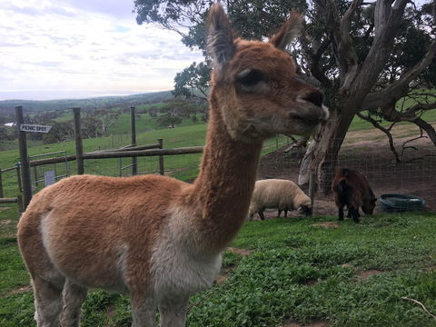 Morella Farm Stay - Hotel WA 0