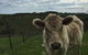 Morella Farm Stay - thumb 1