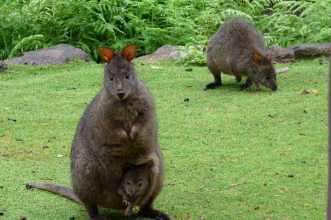 Eagles Rise Tasmania - Hotel WA 2