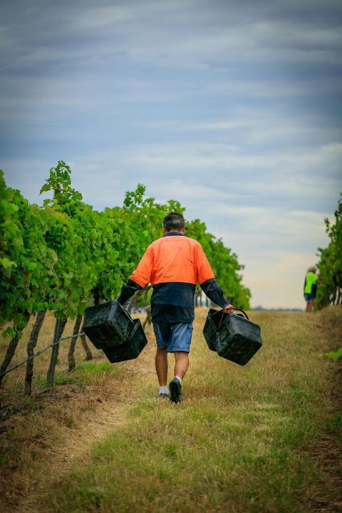 Hanging Tree Wines - Hotel WA 3