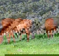 Hill Top Country Guest House - Hotel WA