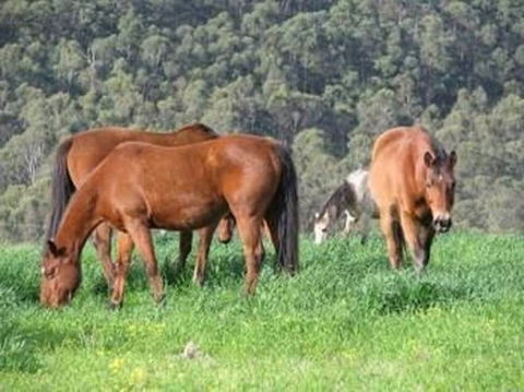 Hill Top Country Guest House - Hotel WA 0