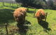 Neerim Country Cottages - thumb 2