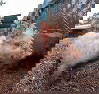 Batchelor Butterfly Farm - Hotel WA