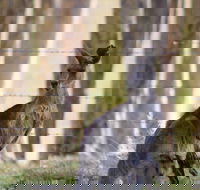 Bella Wind Bed  Breakfast - Hotel WA