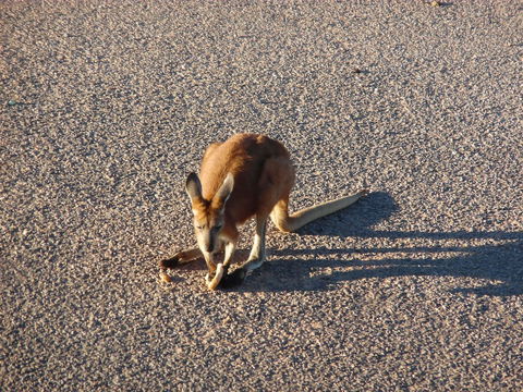 On The Deck @ Shark Bay - Hotel WA 5