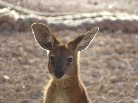 On The Deck @ Shark Bay - Hotel WA 3