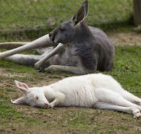 A Twist of Willow - Hotel WA