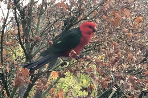 The Studio Yarra Valley - Hotel WA 6