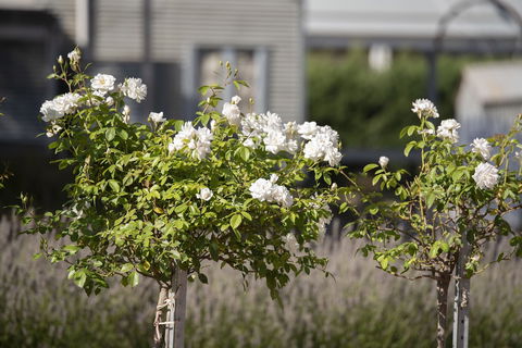 The Nest At Gundaroo - Hotel WA 4