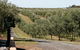 Manzanillo Grove - thumb 1