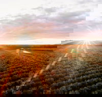 Rich Glen Olive Farm