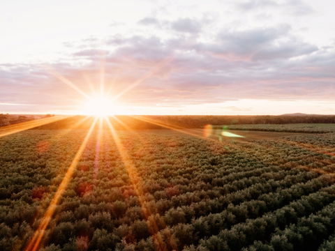 Rich Glen Olive Farm - Hotel WA 0