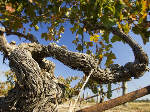 Jones Winery & Vineyard - Hotel WA 2