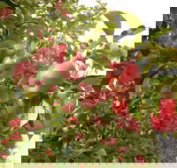 Staples Apples - Hotel WA