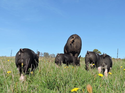 Fork It Farm - Hotel WA 1