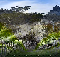 Mount Majura Vineyard - Hotel WA