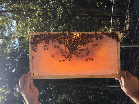 Clayridge Honey - Hotel WA 0