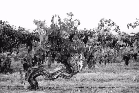 Smallfry Wines Cellar Door - Hotel WA 0