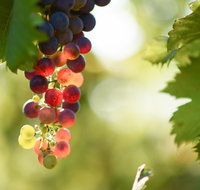 Raleigh Winery