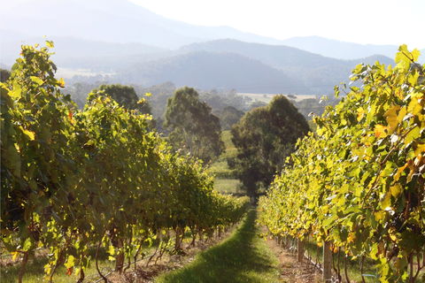 Pizzini Wines King Valley - Hotel WA 2